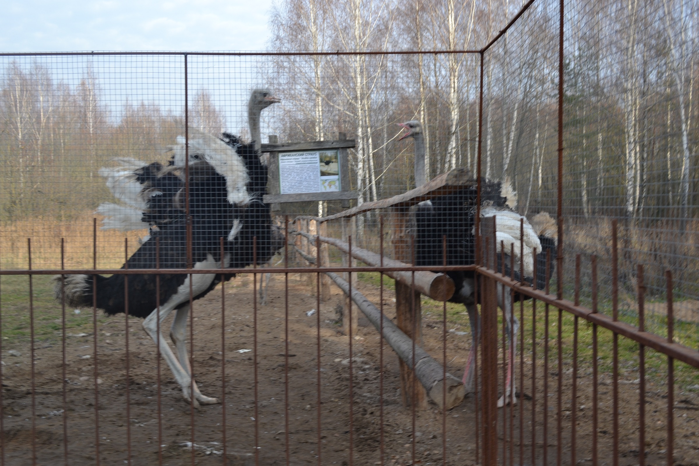 Музей Дудутки — фото 38