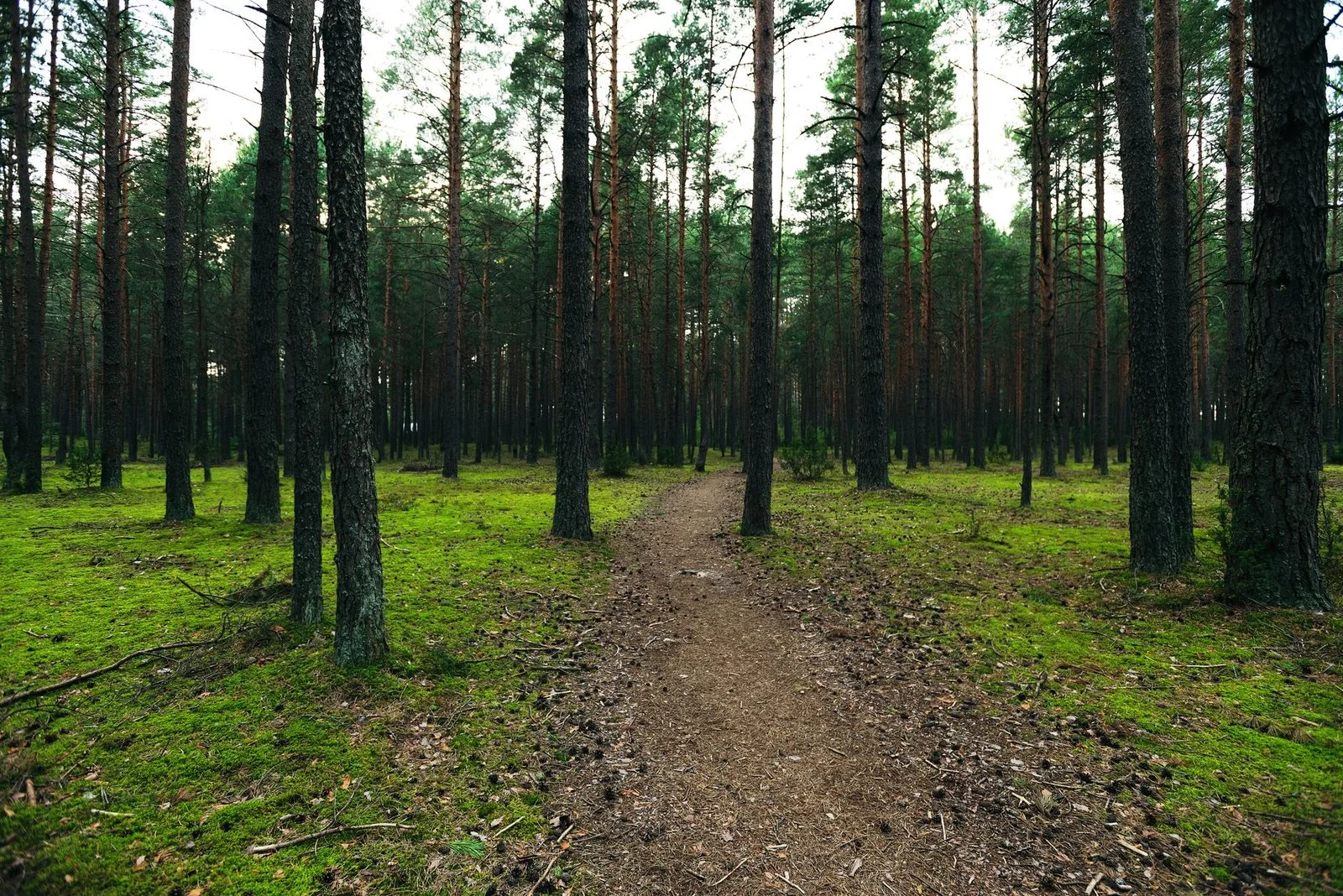 Ловля плотвы в Беларуси: где ехать, когда клюет и как не попасть на запрет