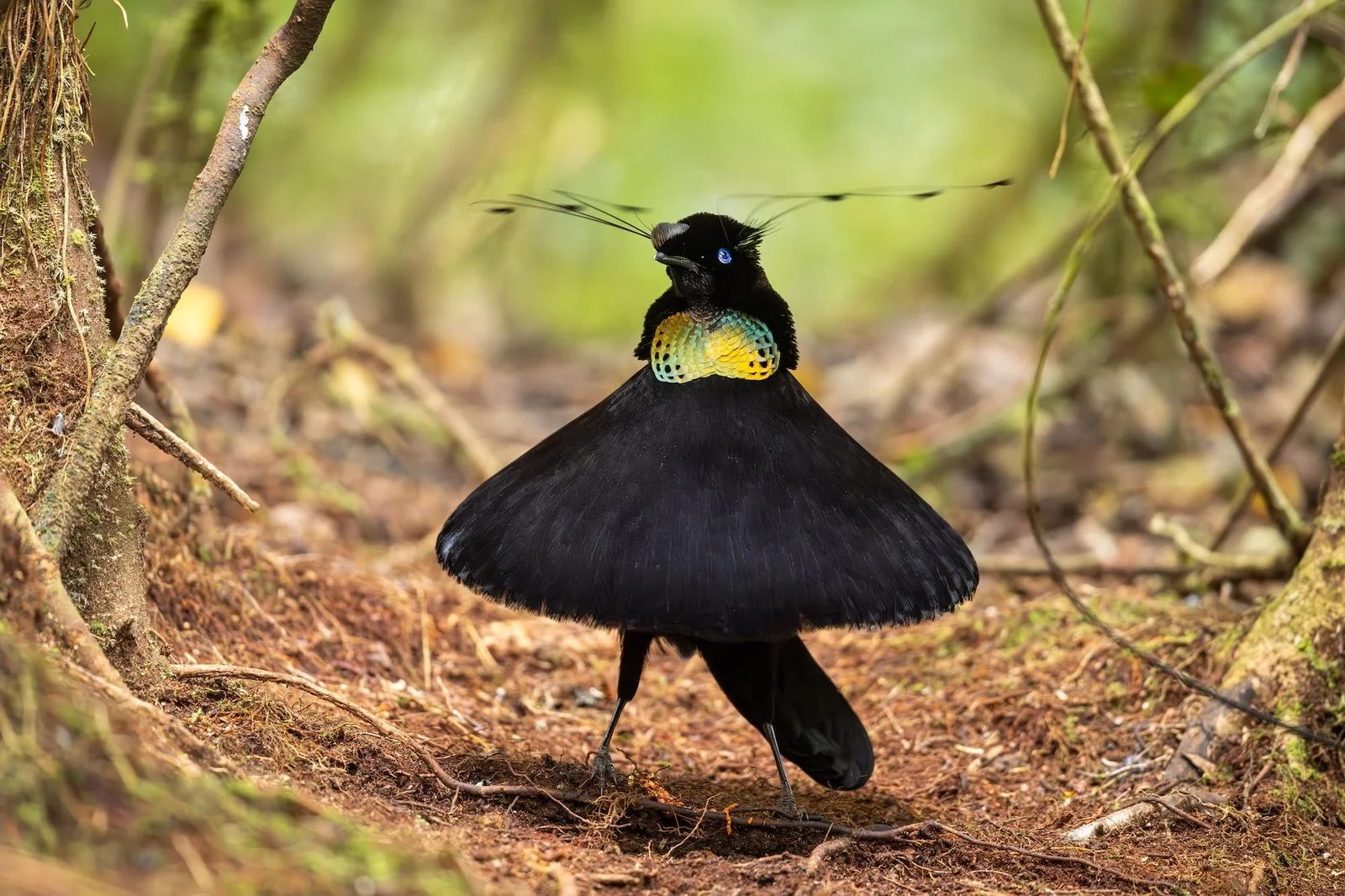 Птицы в необычных ракурсах: объявлены победители Bird Photographer of the Year 2026