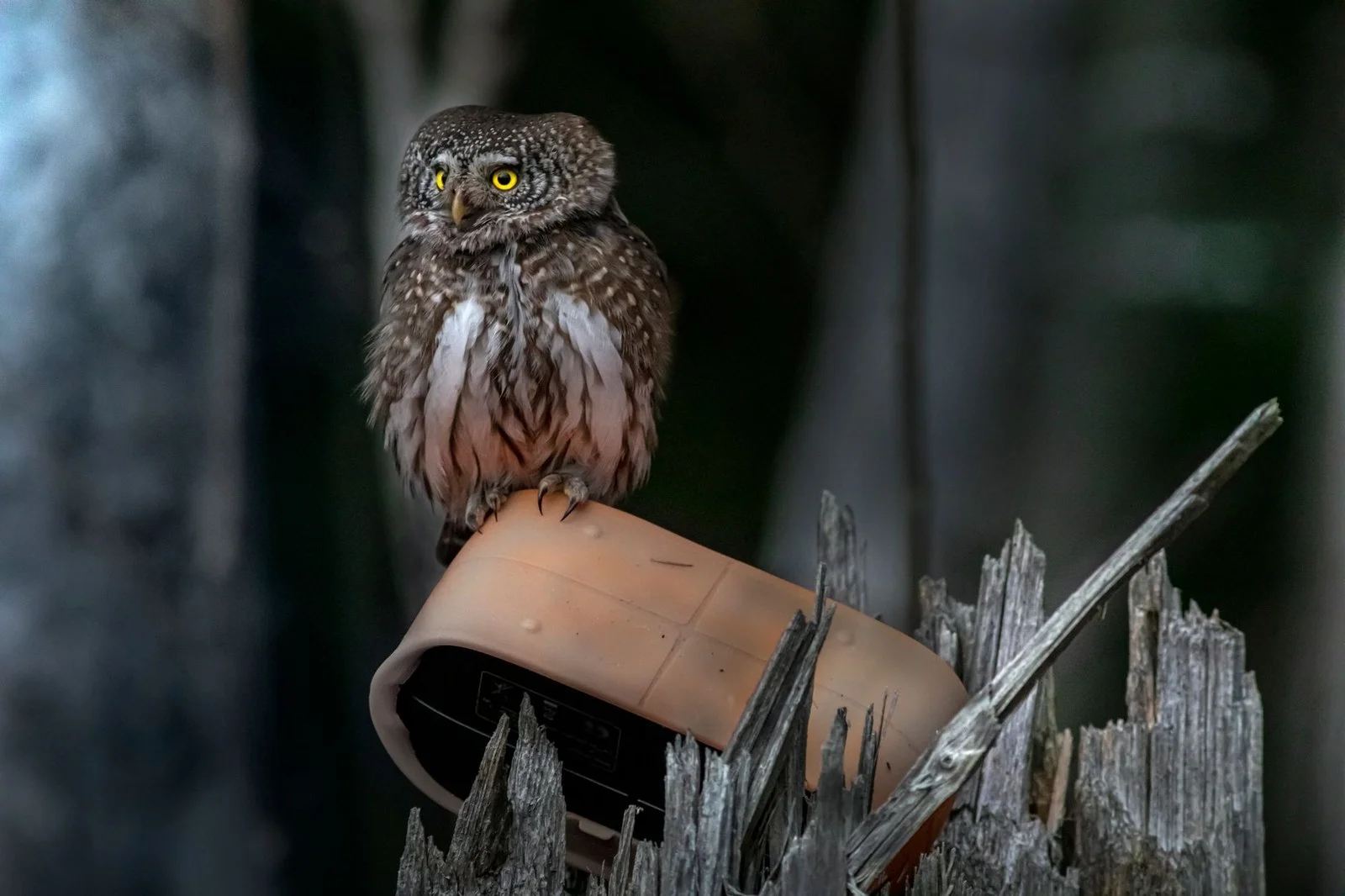 Победитель Bird Photographer of the Year 2026 — снимок северной олуши в Шотландии