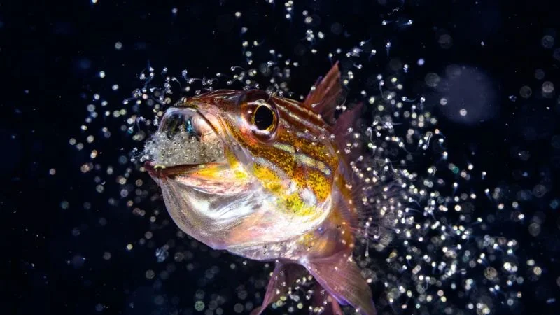 Стали известны финалисты конкурса Ocean Photographer of the Year 2026
