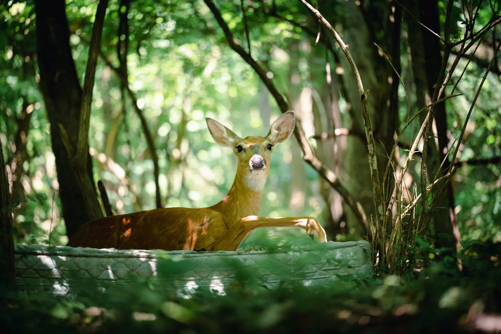 Deer causes chaos inside North Carolina laundromat