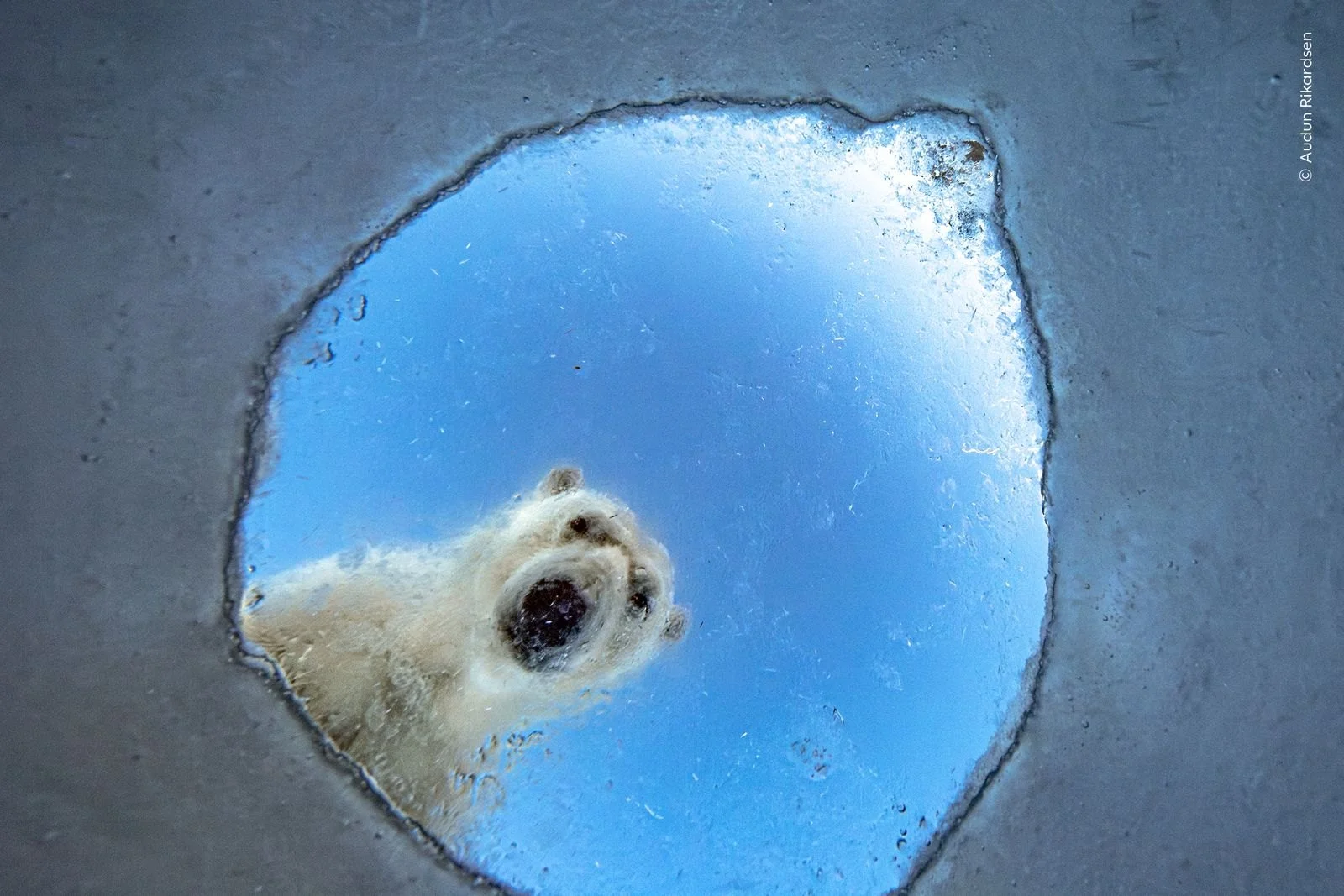 16 впечатляющих снимков дикой природы: предпремьера конкурса Wildlife Photographer of the Year