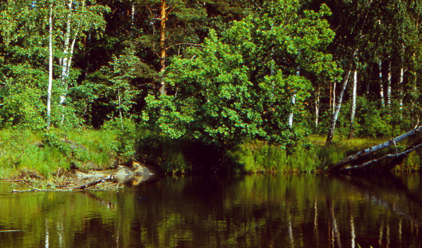 Река Березина — фото 2