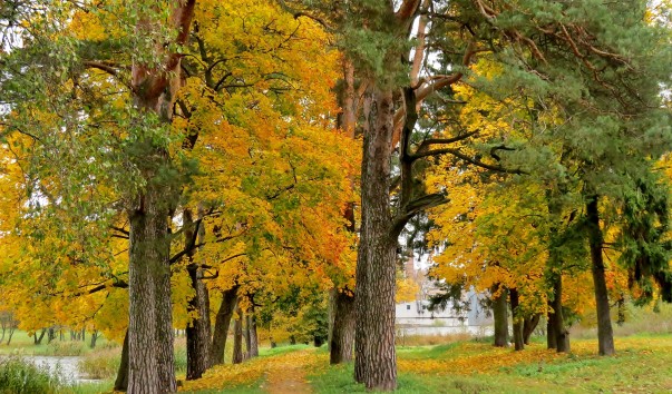 Регулярный парк Мирского замка — фото 3